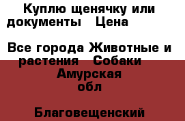 Куплю щенячку или документы › Цена ­ 3 000 - Все города Животные и растения » Собаки   . Амурская обл.,Благовещенский р-н